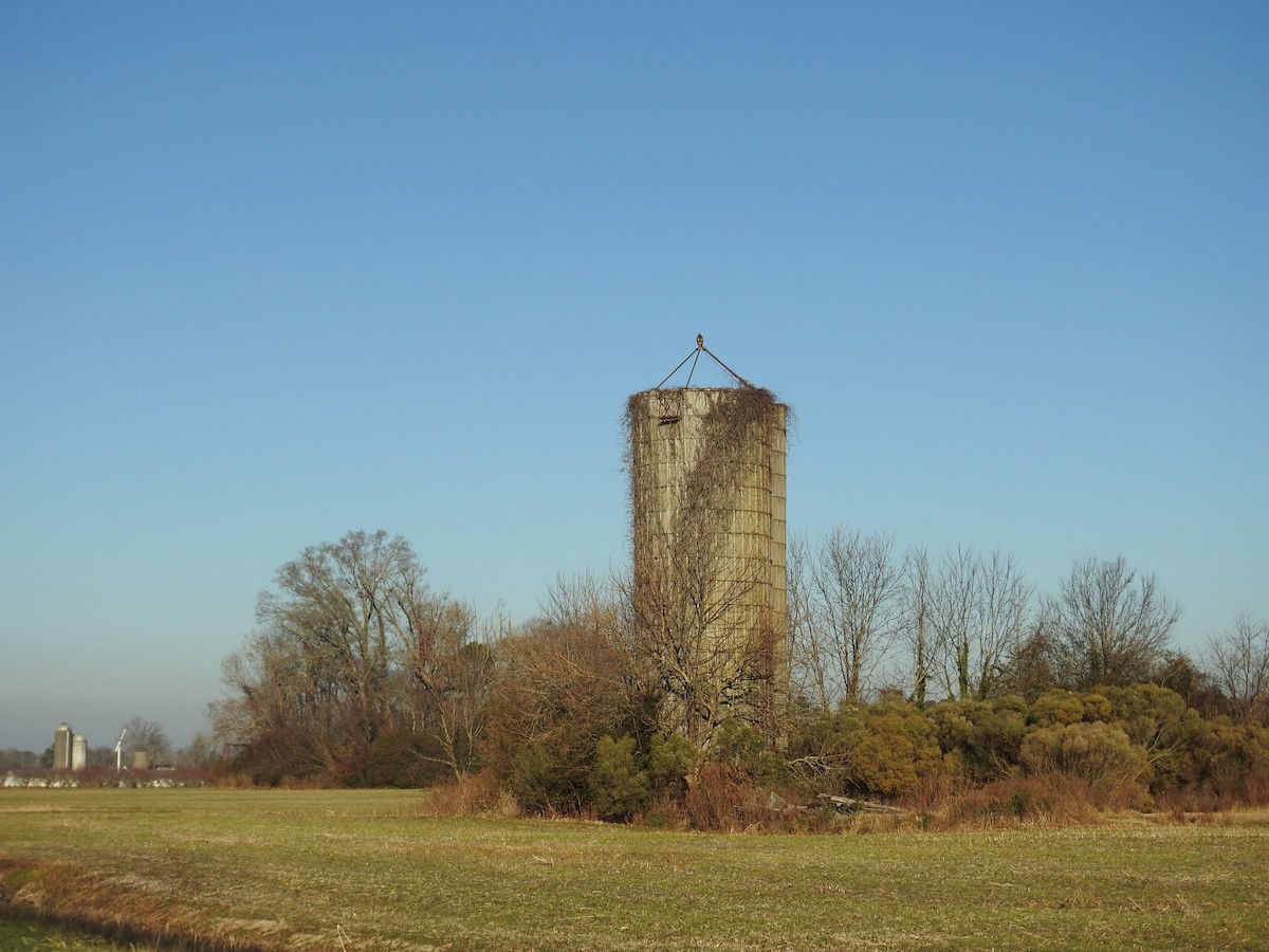 Red-tailed Hawk - ML648202222