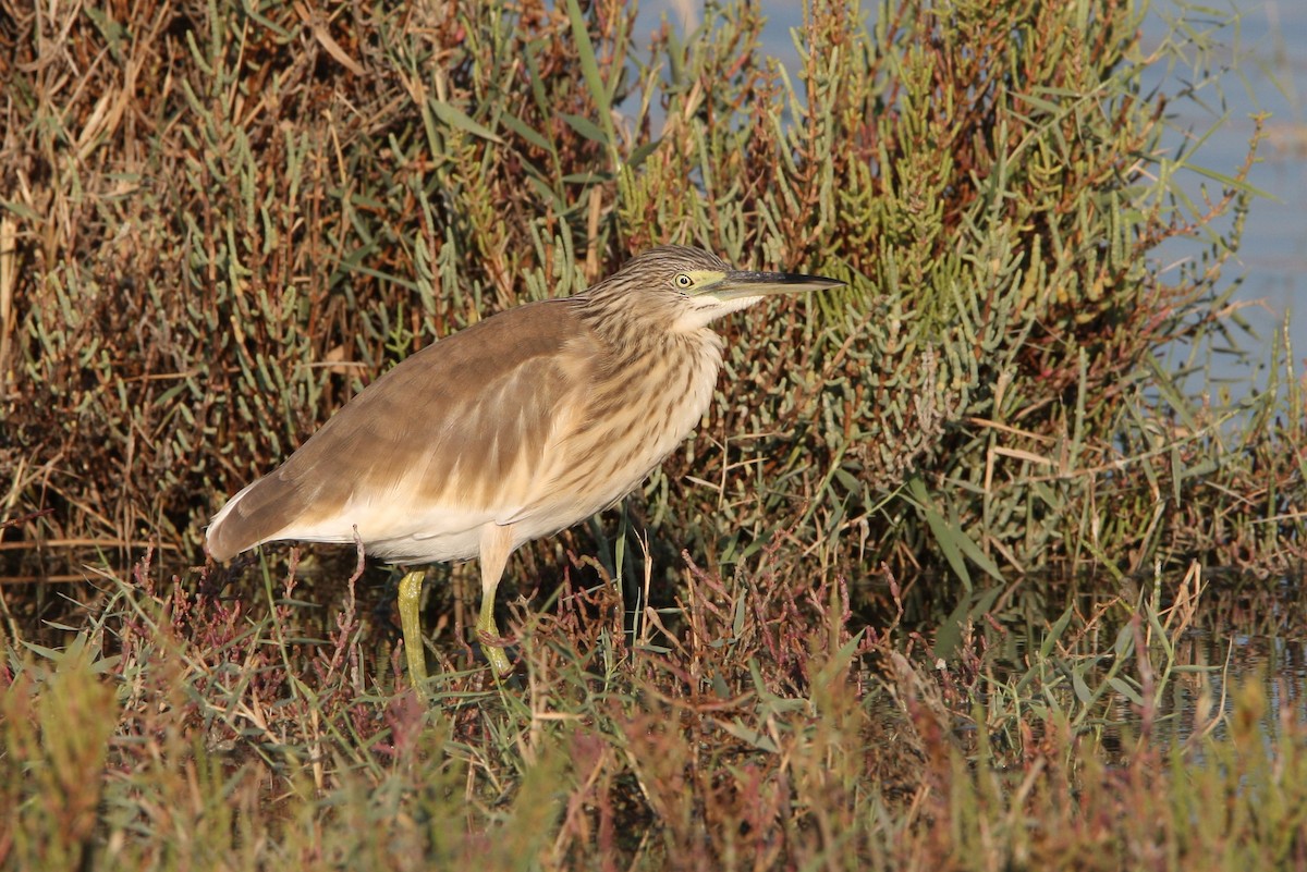 Squacco Heron - ML64820241