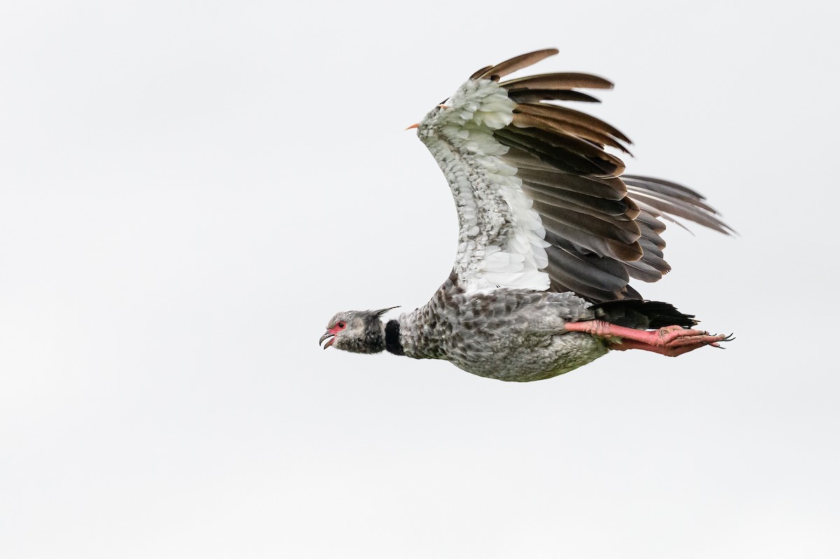 Southern Screamer - ML648202594