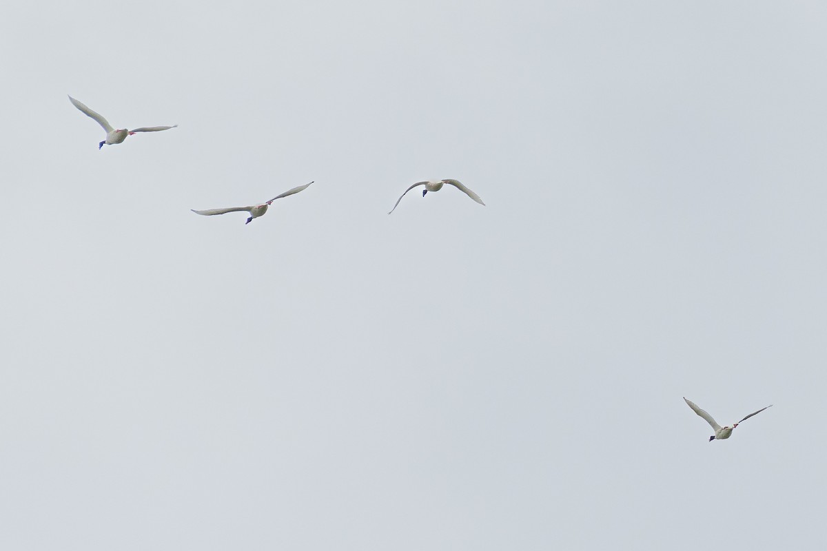 Black-necked Swan - ML648202605