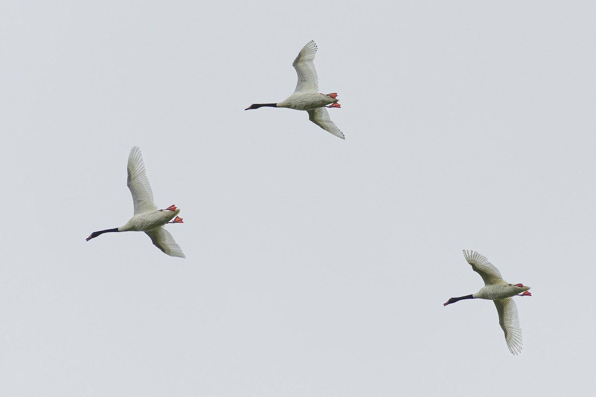 Black-necked Swan - ML648202620