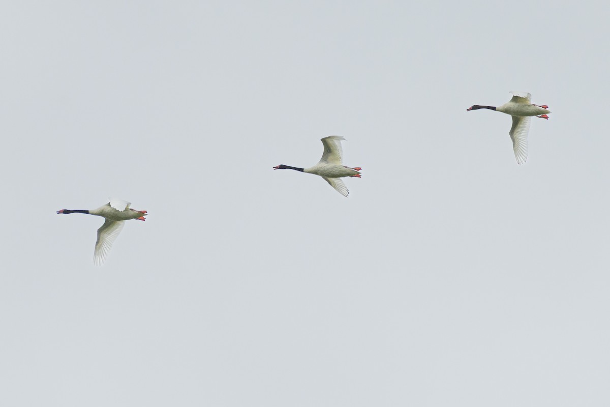 Black-necked Swan - ML648202621