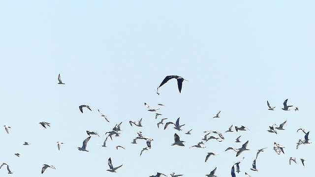 Christmas Island Frigatebird - ML648202646