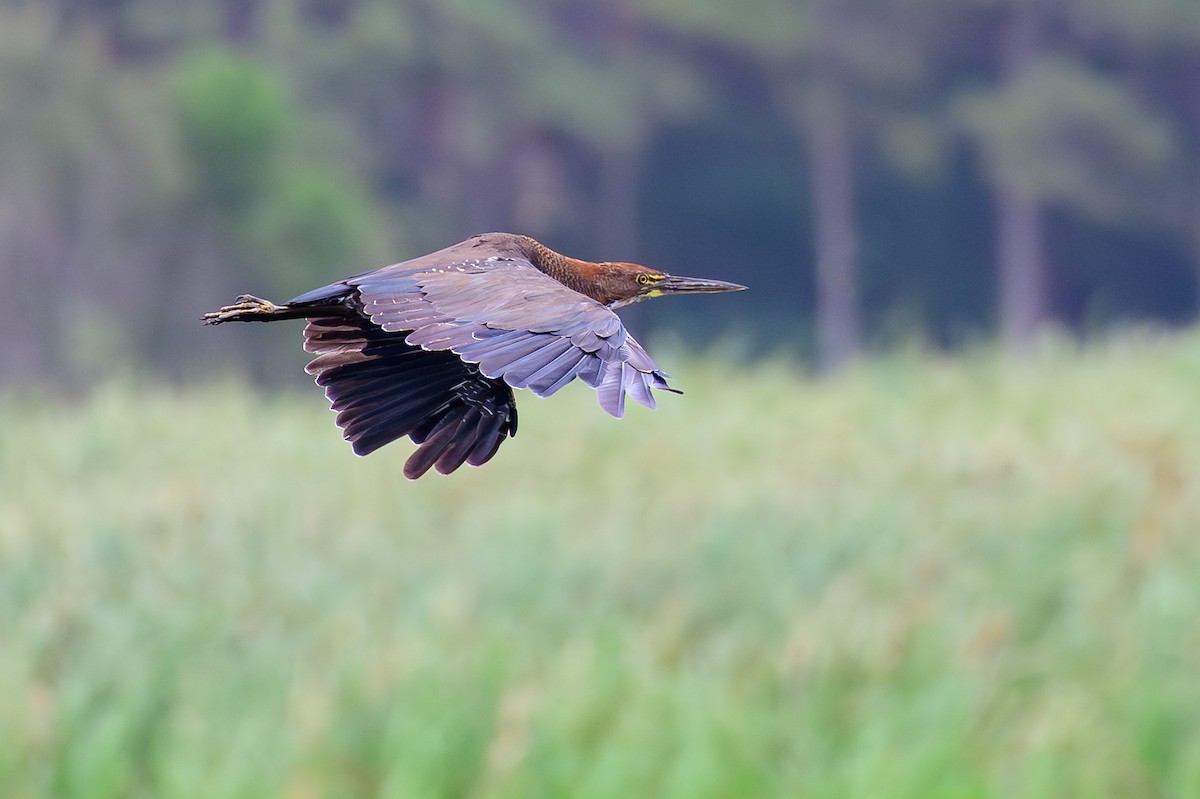 Rufescent Tiger-Heron - ML648202659