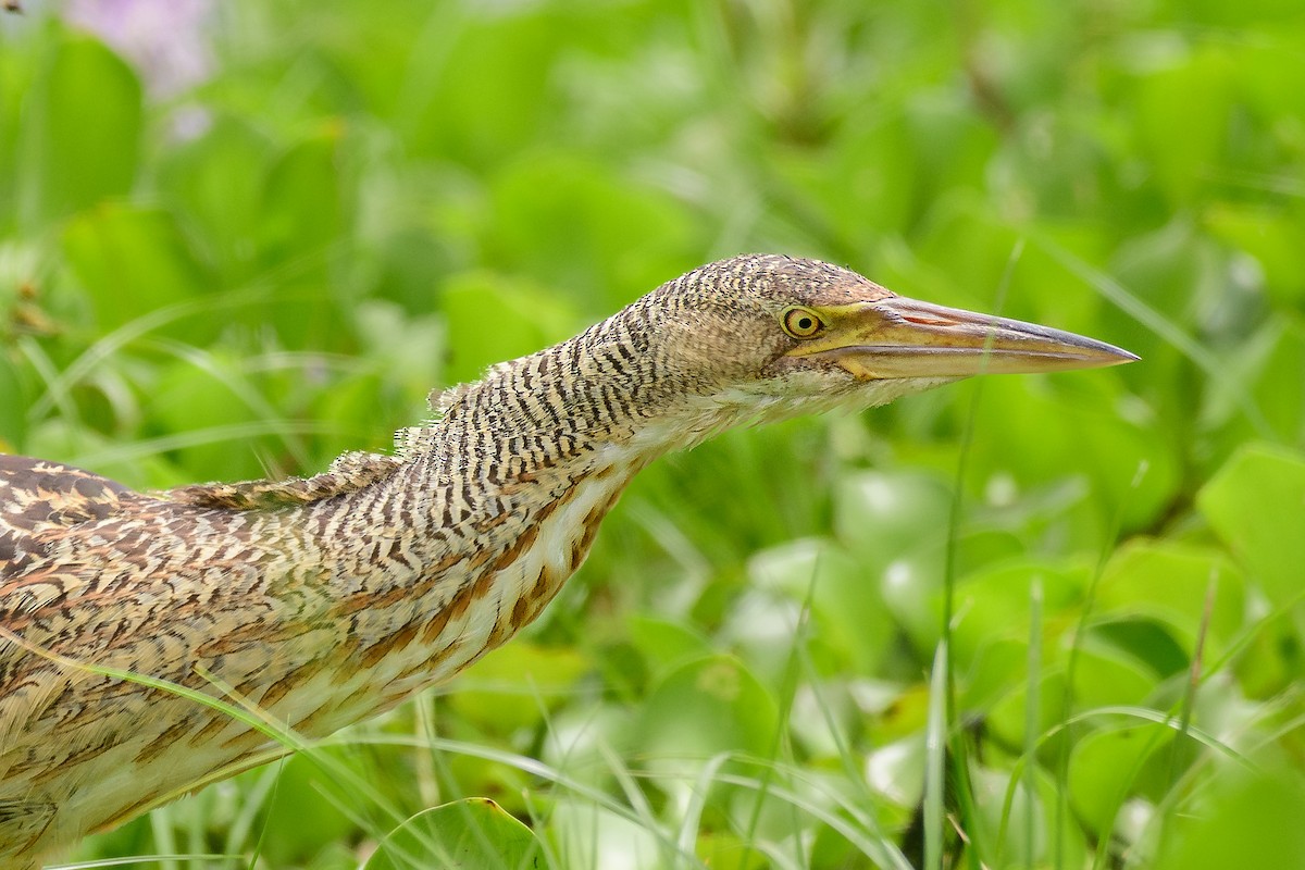 Pinnated Bittern - ML648202683
