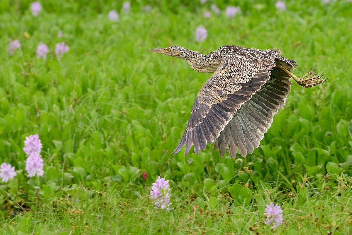 Pinnated Bittern - ML648202684