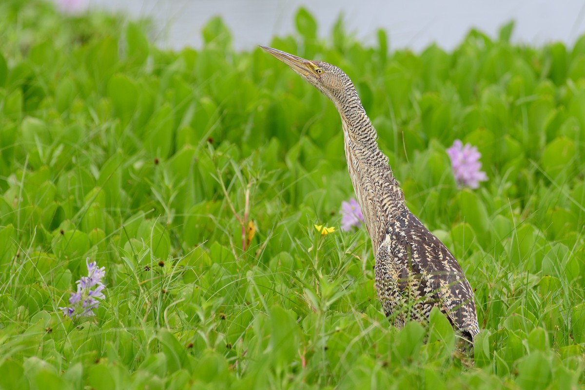 Pinnated Bittern - ML648202686