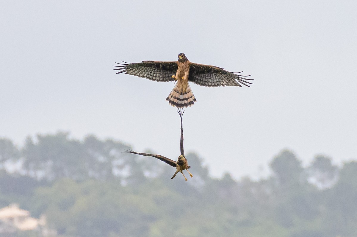 Long-winged Harrier - ML648202757