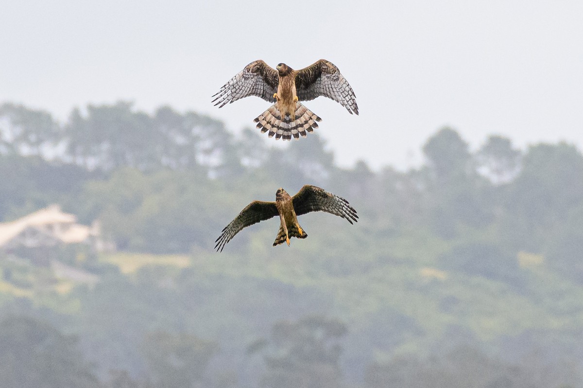 Long-winged Harrier - ML648202759