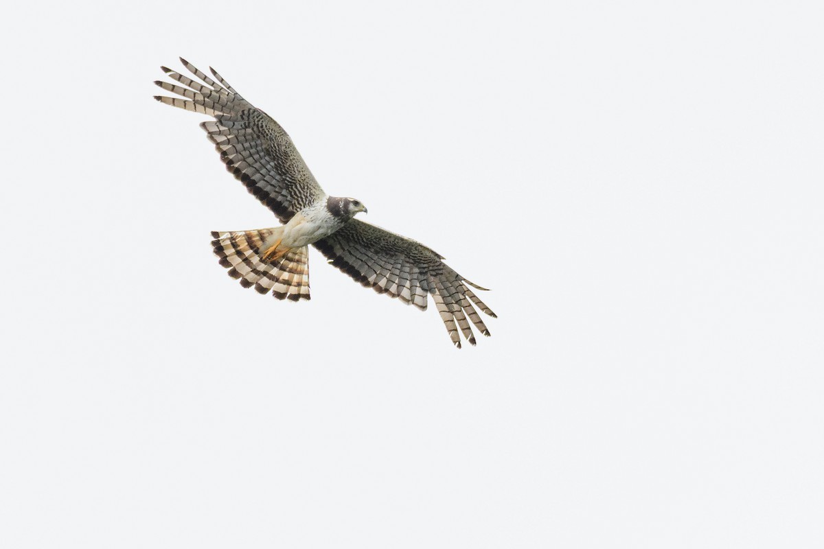 Long-winged Harrier - ML648202779