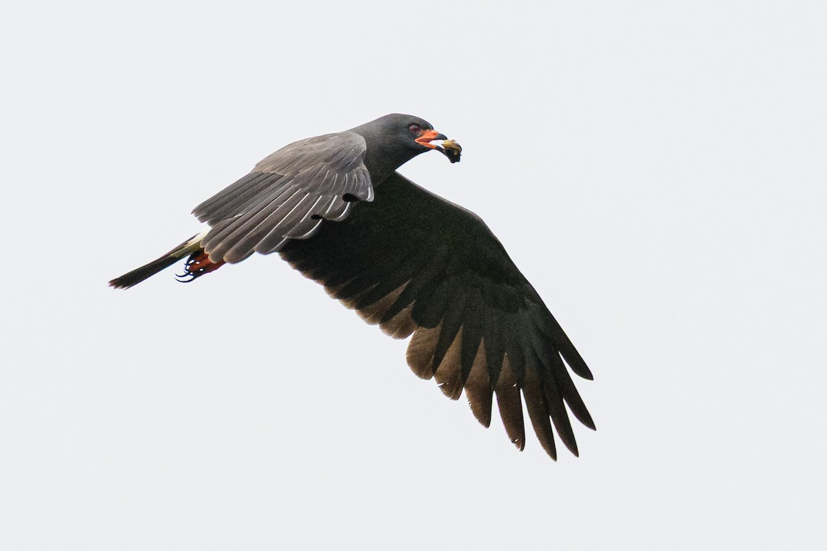Snail Kite - ML648202814