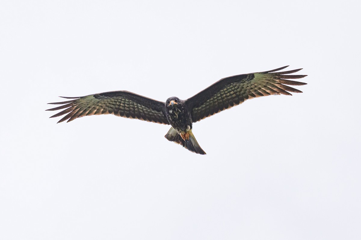 Snail Kite - ML648202815