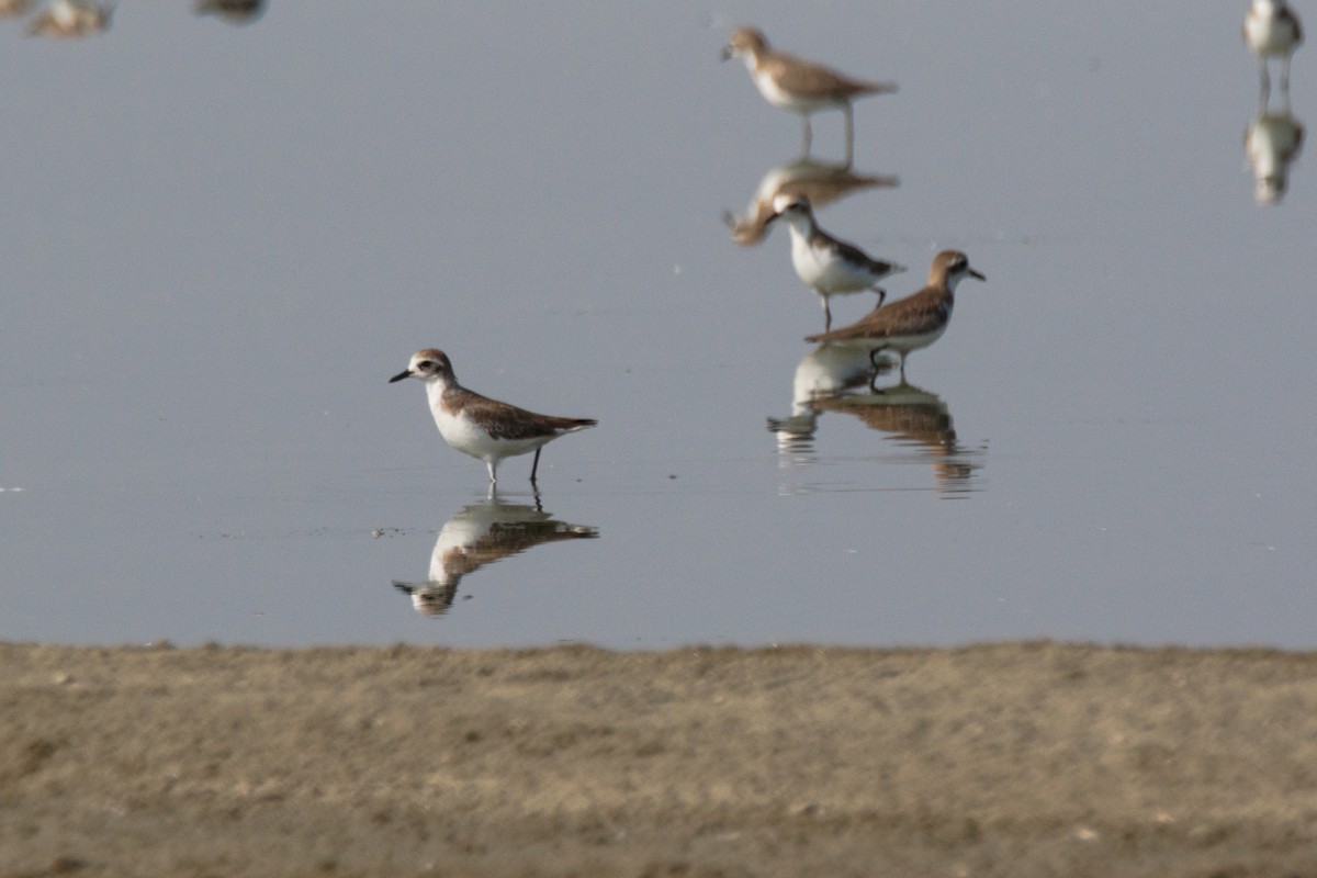 kulík menší/tibetský/větší - ML648202827