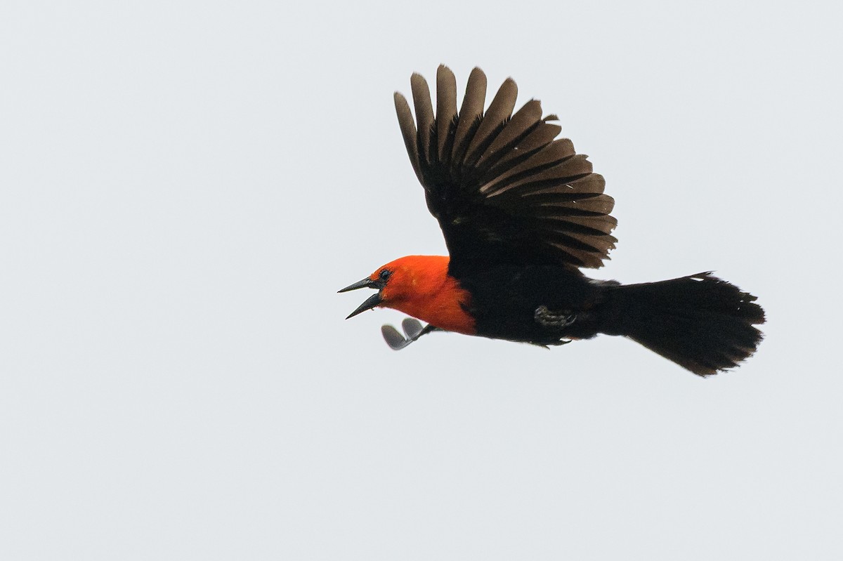 Scarlet-headed Blackbird - ML648202863