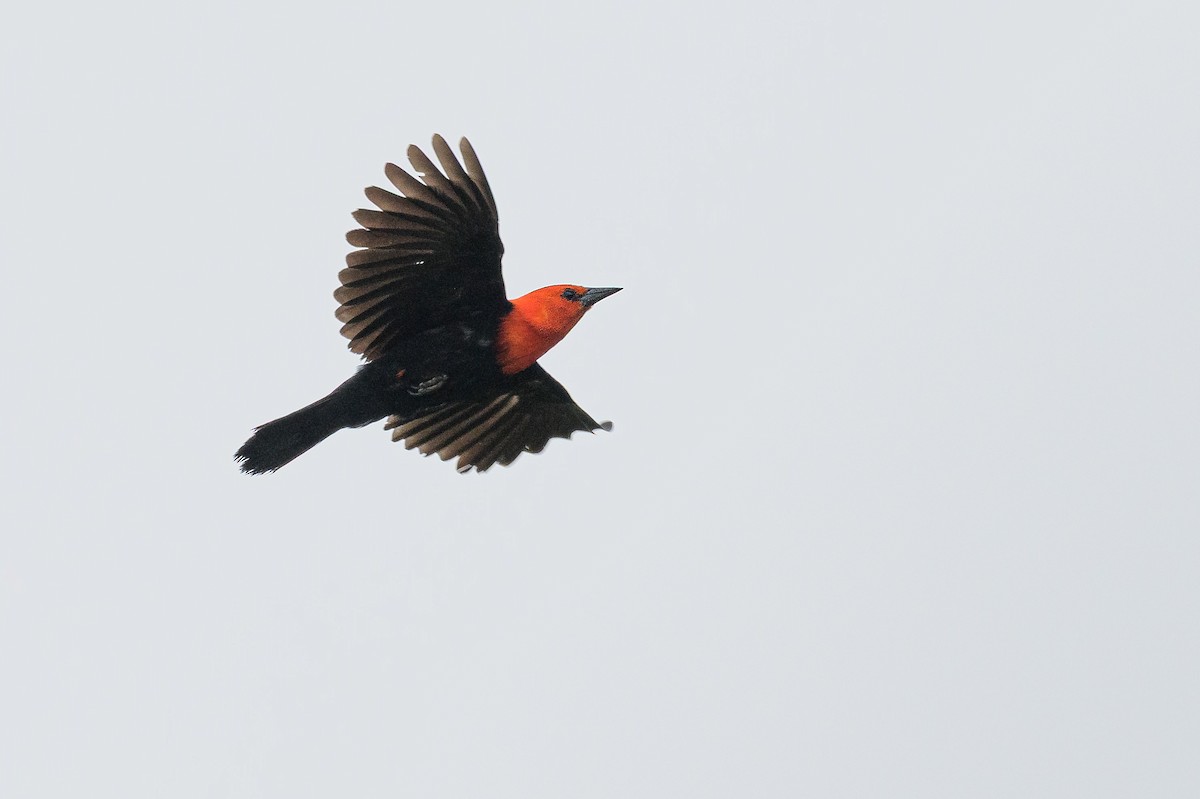 Scarlet-headed Blackbird - ML648202864
