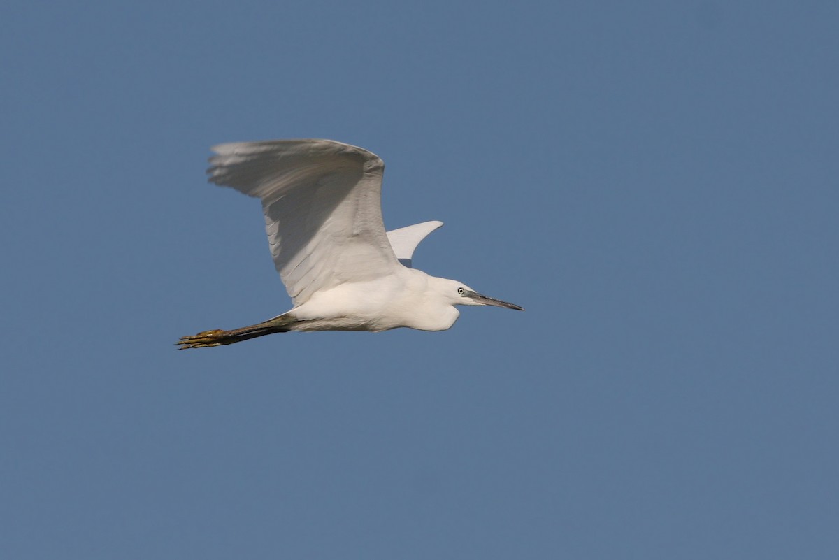 Little Egret - ML64820291