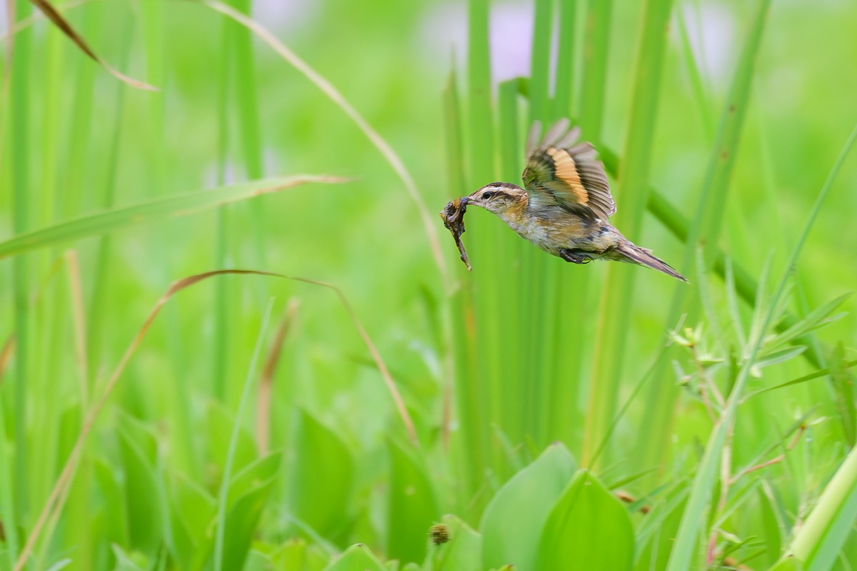 Wren-like Rushbird - ML648202976