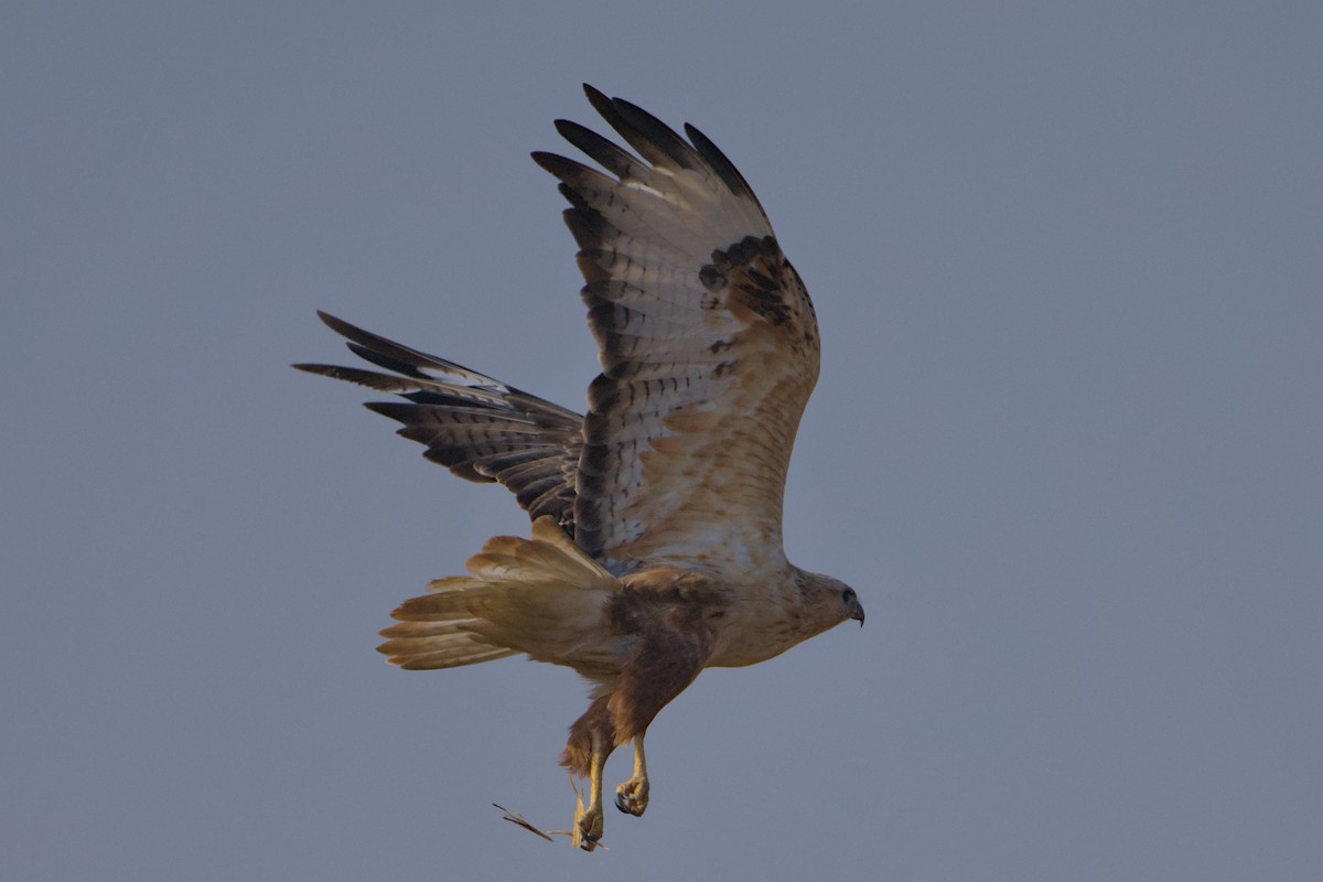 Long-legged Buzzard - Dhruva Punde