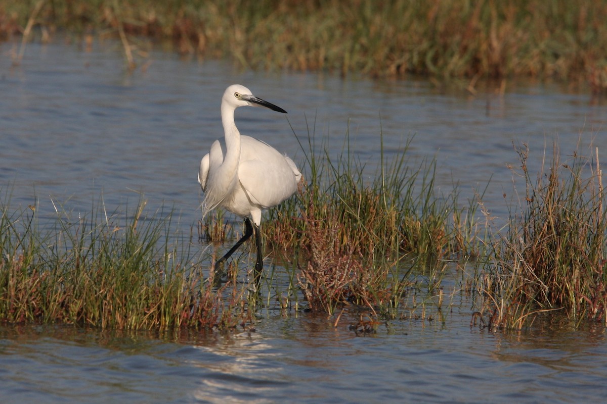 Little Egret - ML64820321