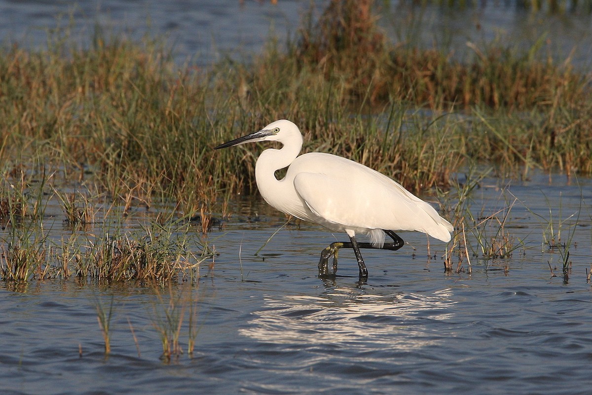 Little Egret - ML64820331