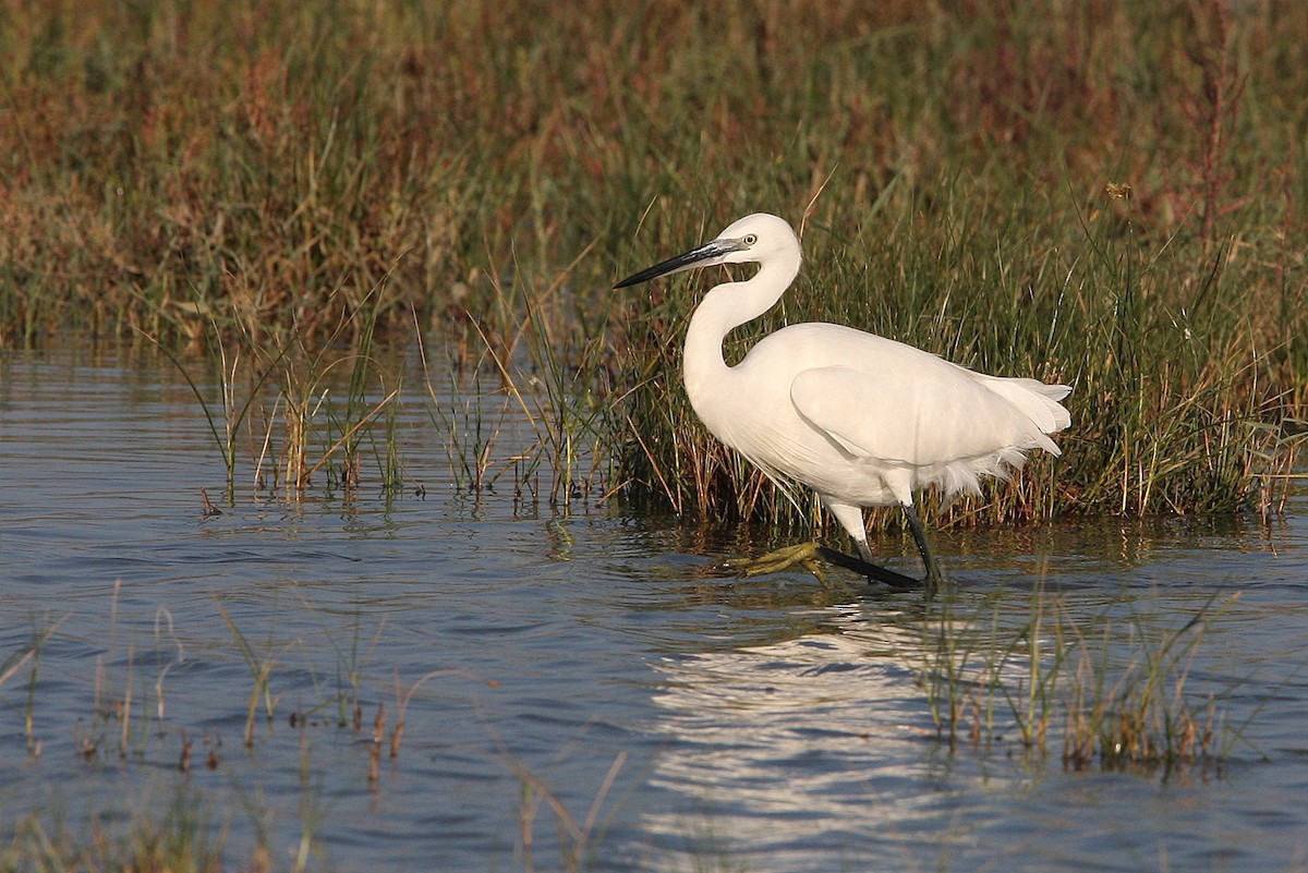 Little Egret - ML64820341