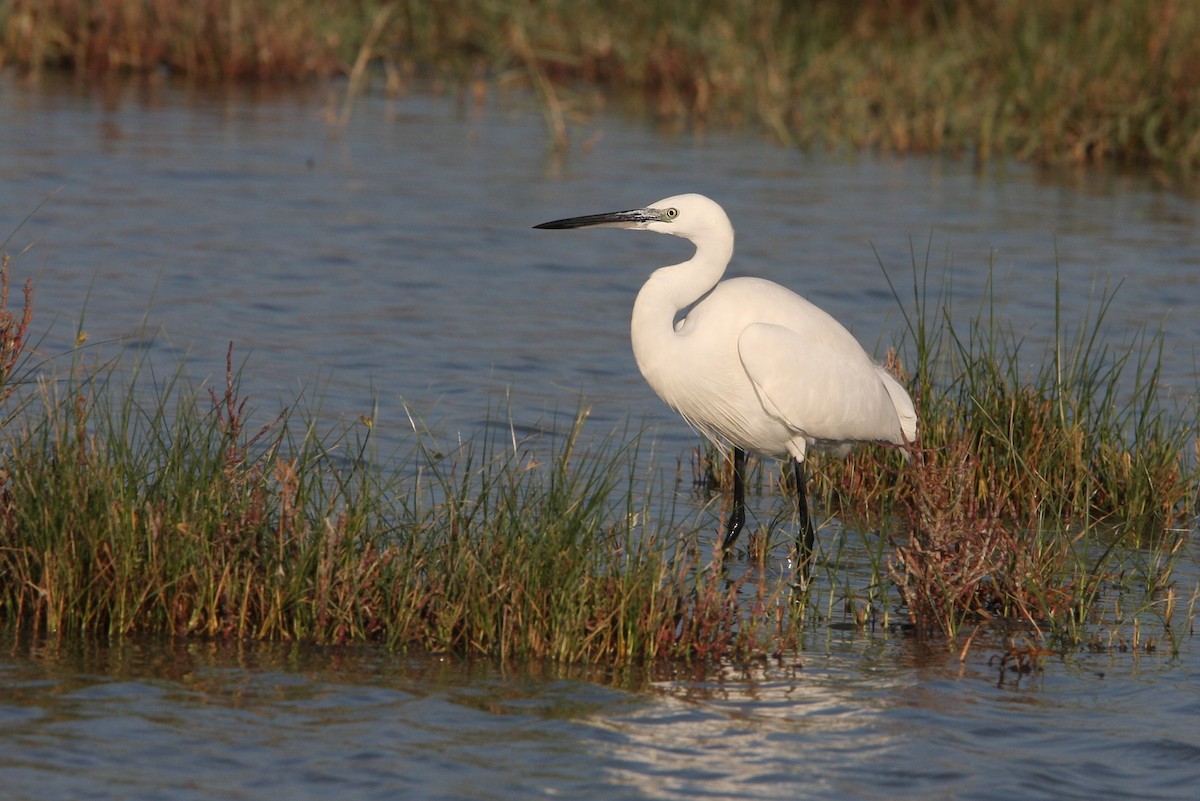 Little Egret - ML64820361