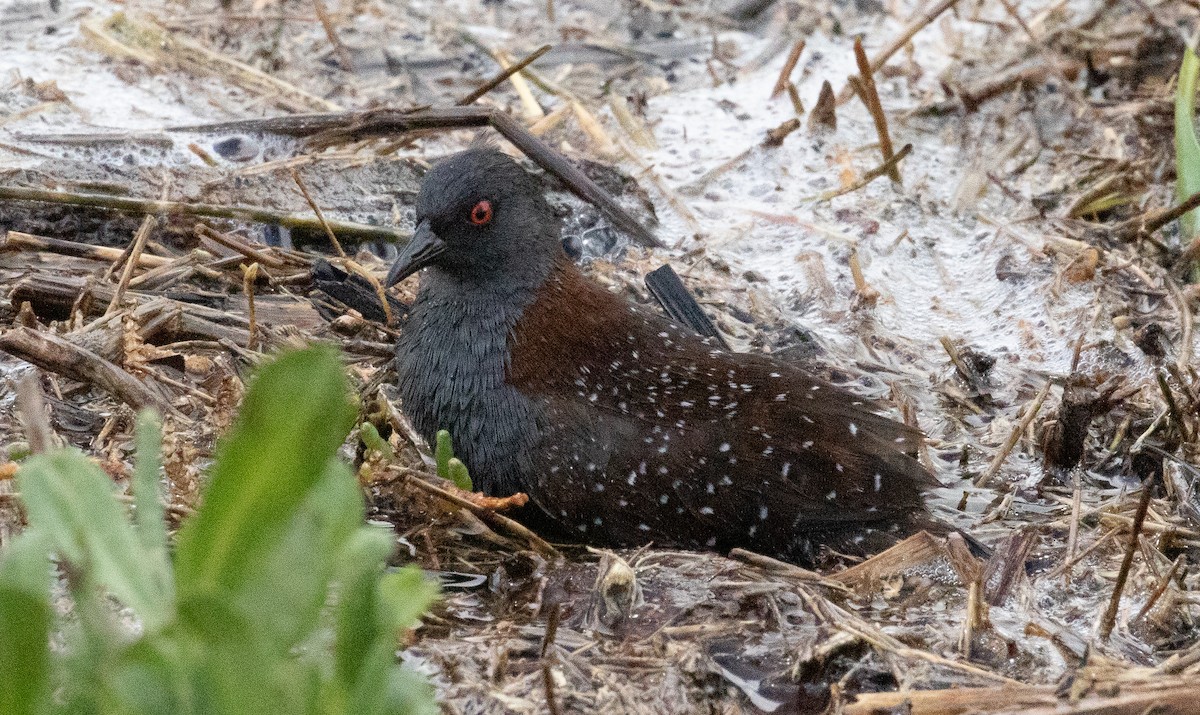 Погонич американський - ML648203894