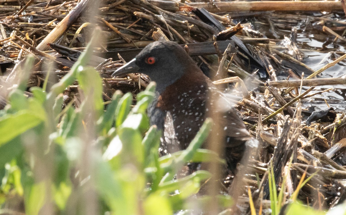 Погонич американський - ML648203895