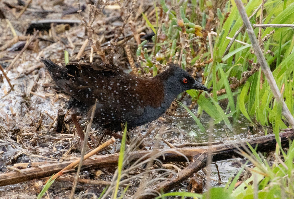 Погонич американський - ML648203898