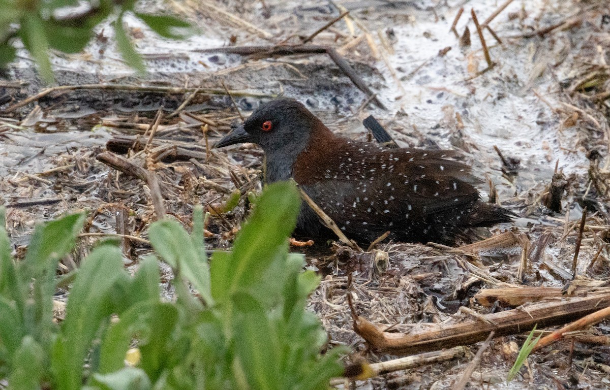 Погонич американський - ML648203899