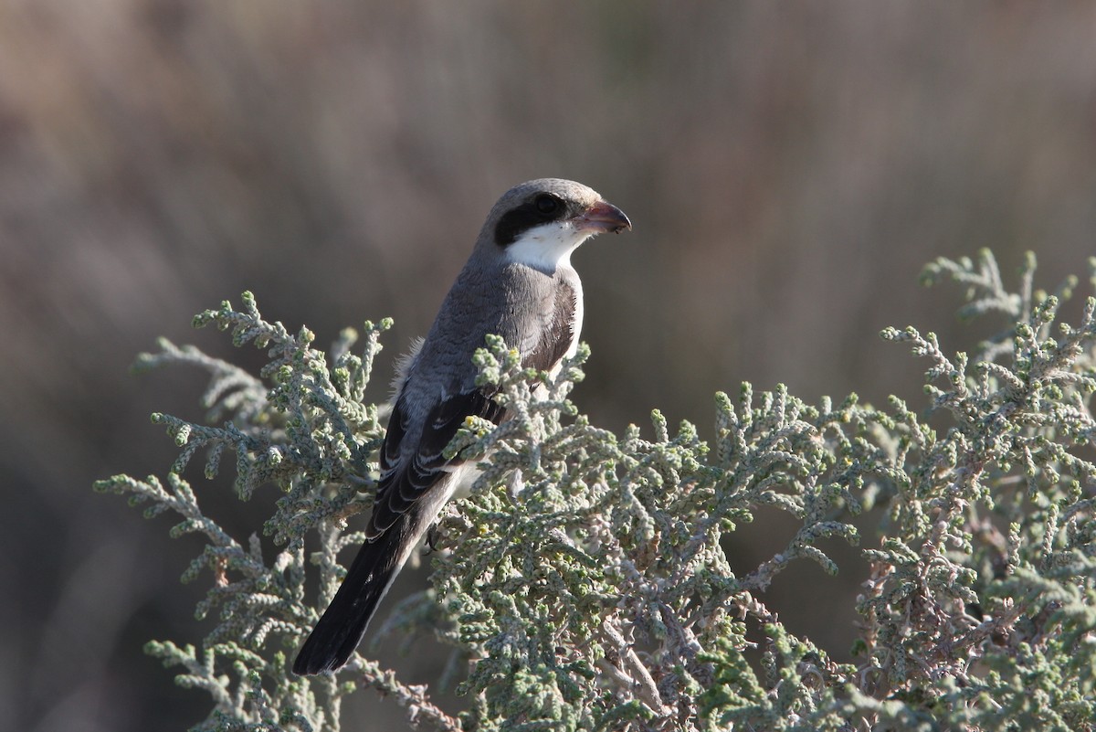 Lesser Gray Shrike - ML64820421