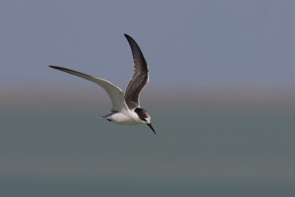 Little Tern - ML64820461