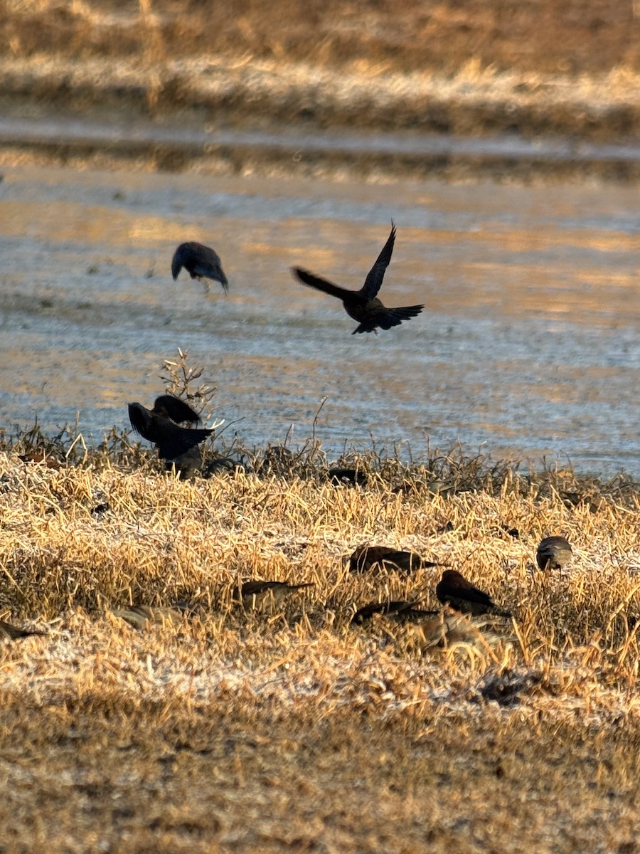 Rusty Blackbird - ML648205139