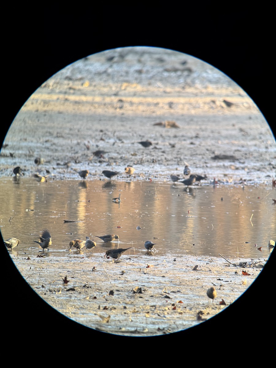 Rusty Blackbird - ML648205142
