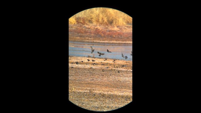 Rusty Blackbird - ML648205143