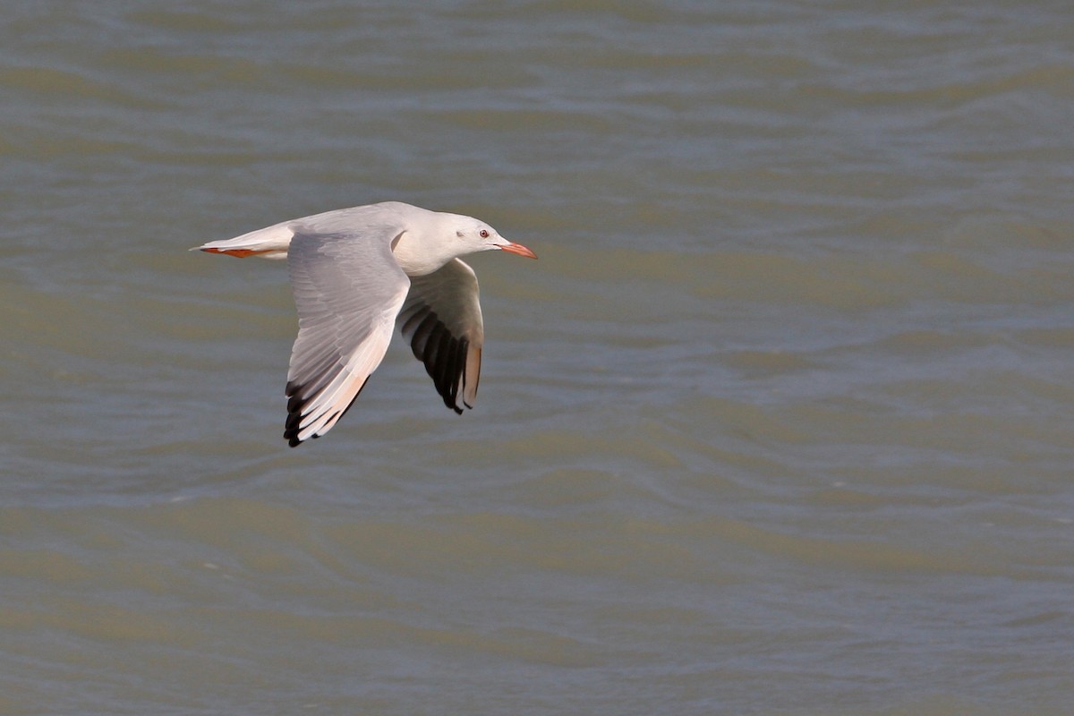 Slender-billed Gull - ML64820521