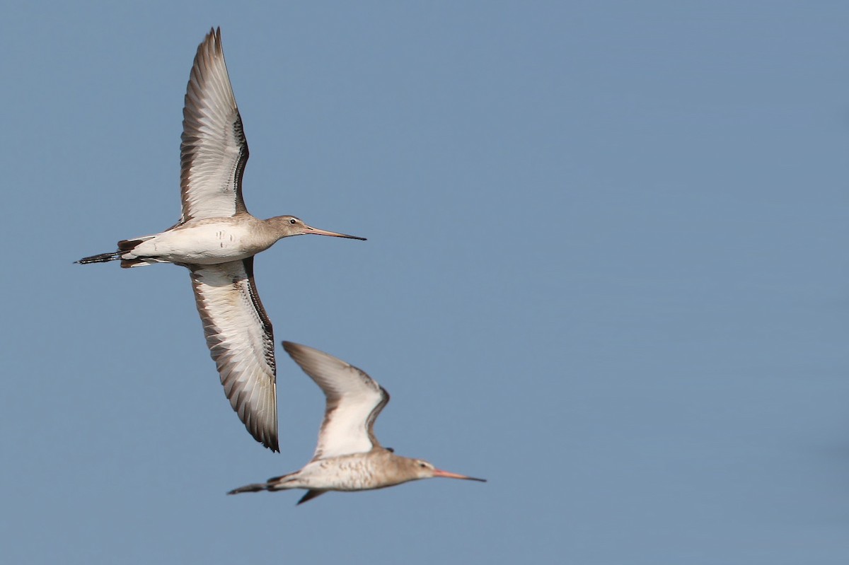 Black-tailed Godwit - ML64820531