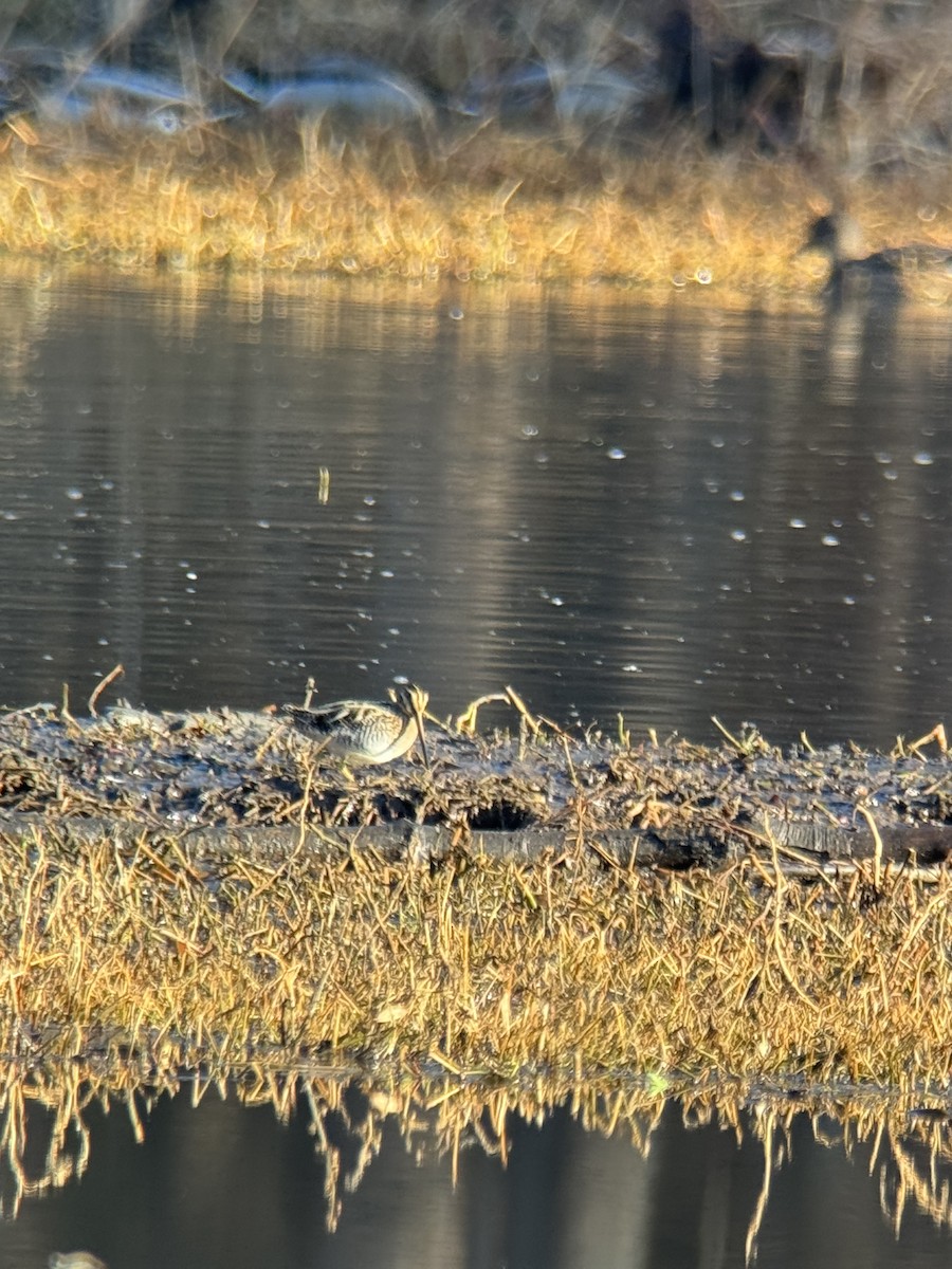 Wilson's Snipe - ML648205380