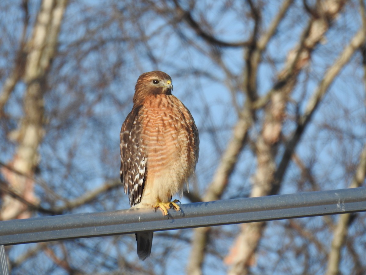 Red-shouldered Hawk - ML648205534