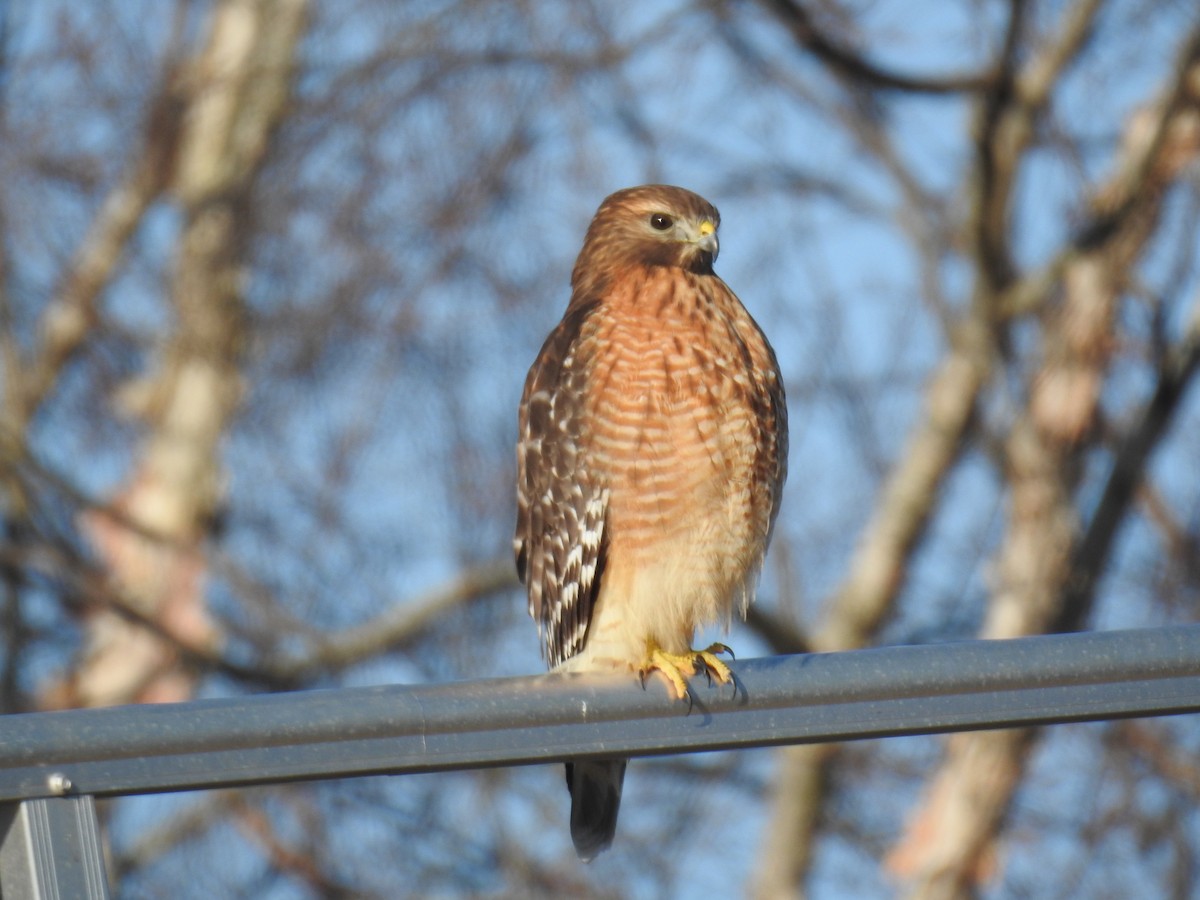 Red-shouldered Hawk - ML648205535