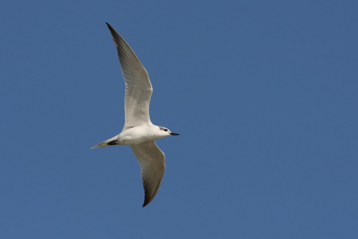 Gull-billed Tern - Christoph Moning