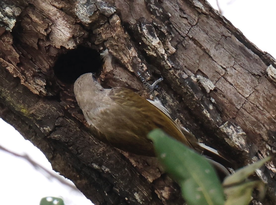 Lesser Honeyguide - ML648206334