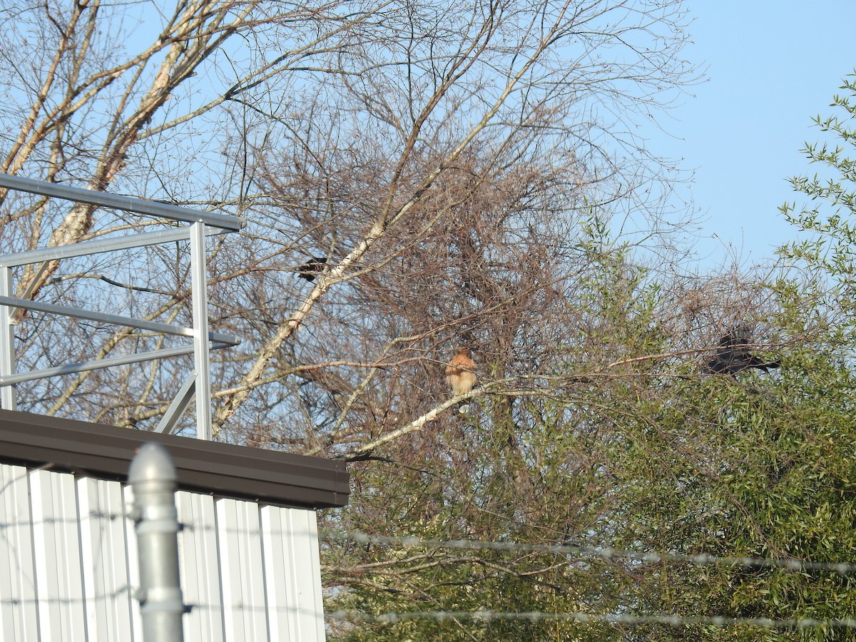 Red-shouldered Hawk - ML648206487