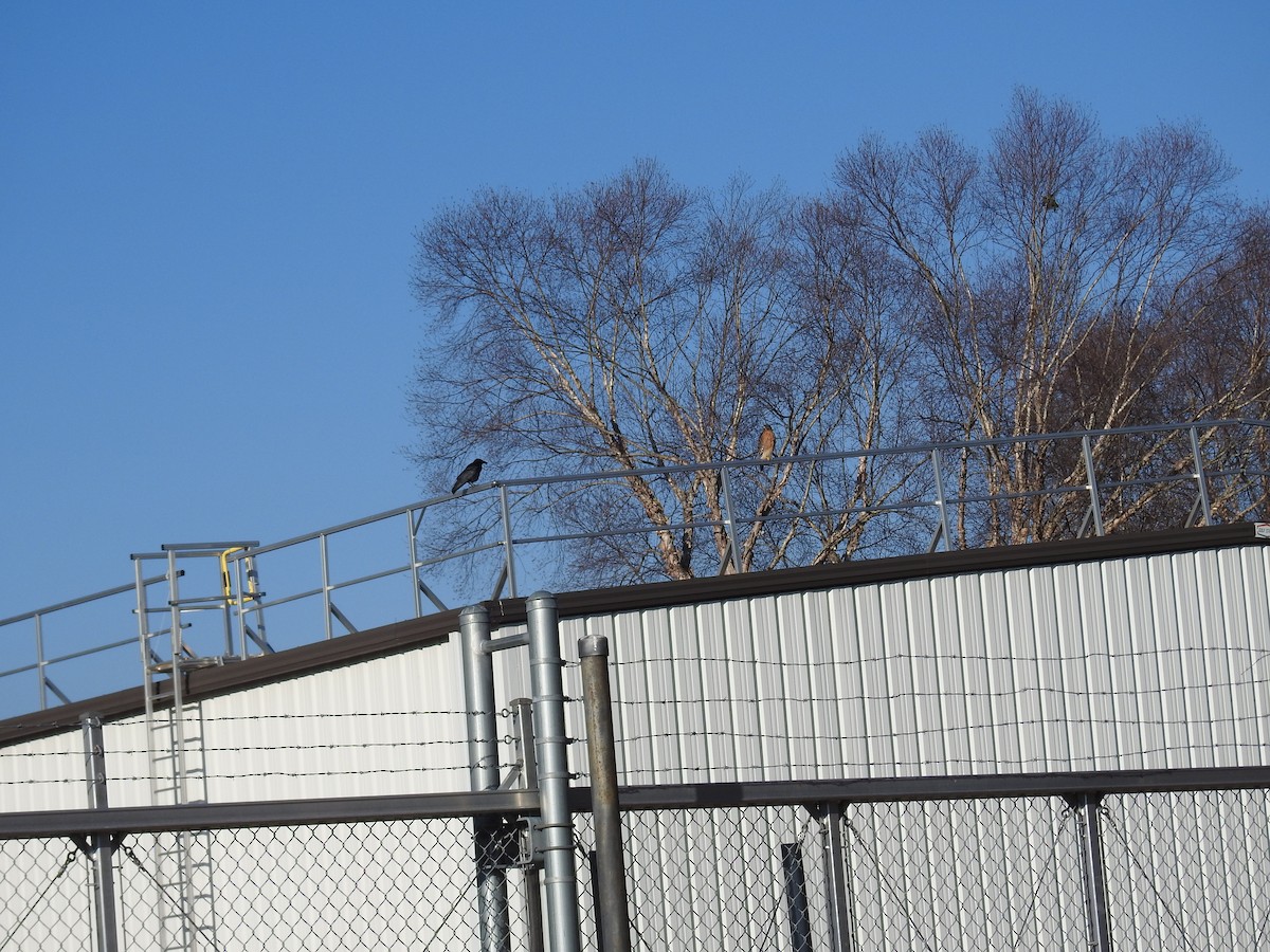 Red-shouldered Hawk - ML648206488