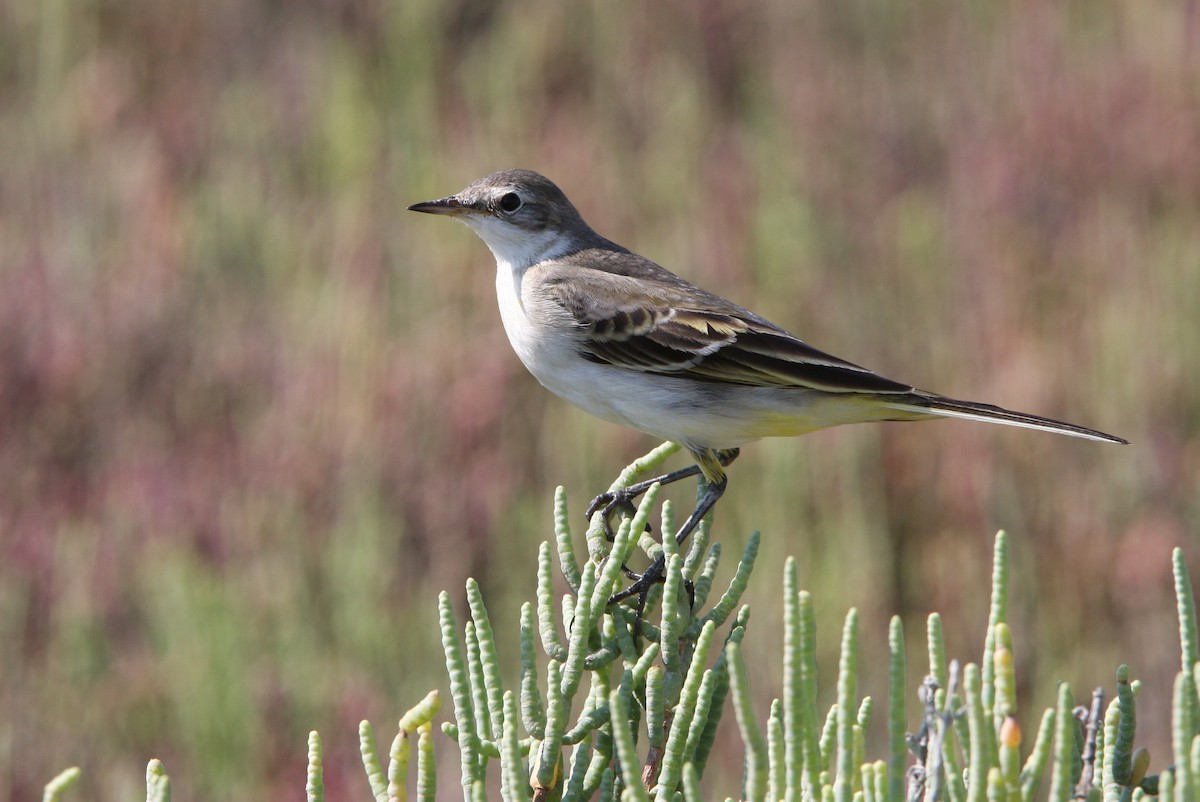 Western Yellow Wagtail - ML64820791