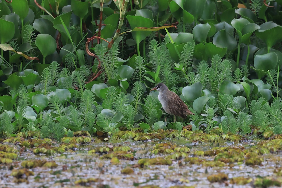 White-browed Crake - ML648208341