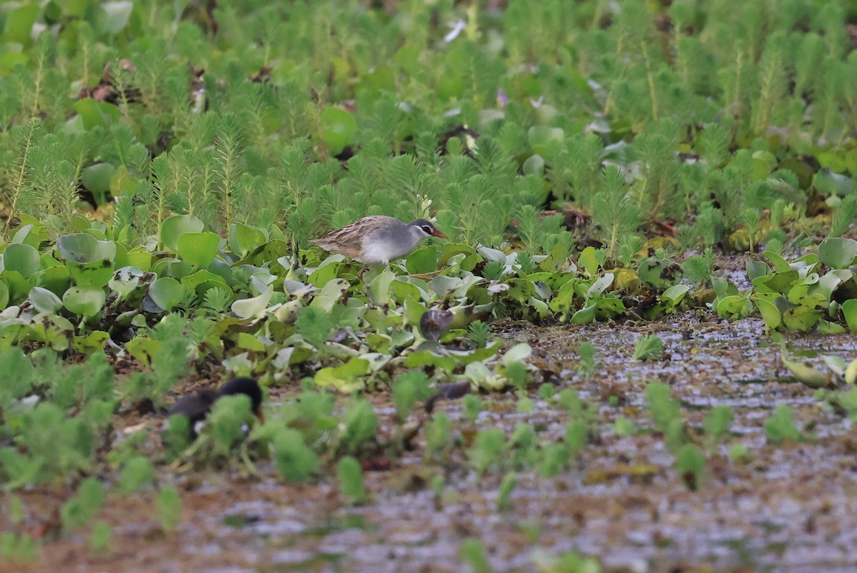 White-browed Crake - ML648208371