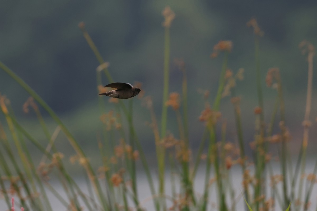 White-nest Swiftlet - ML648208412