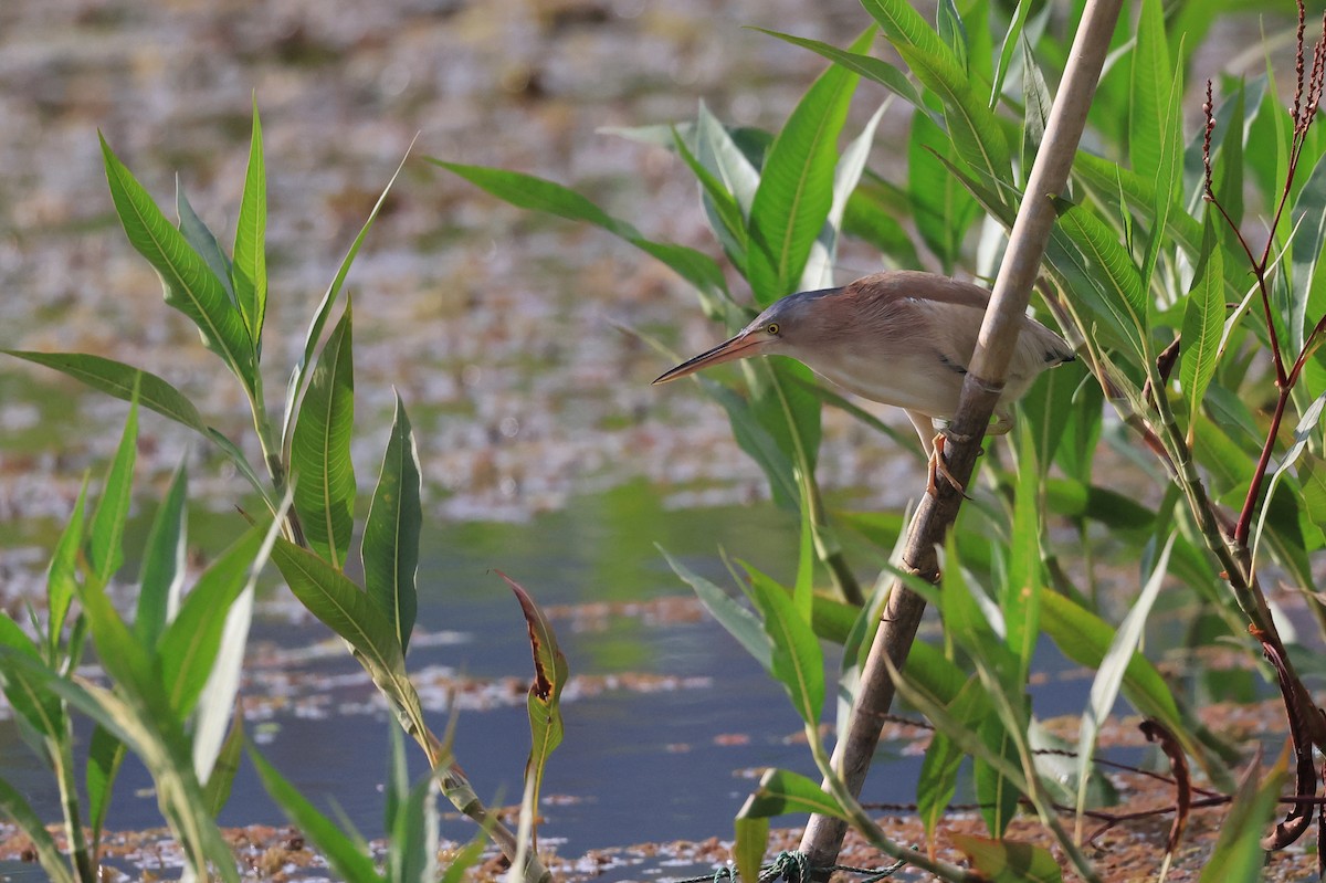 Yellow Bittern - ML648208432