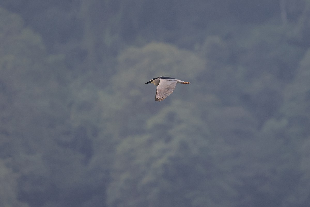 Black-crowned Night Heron (Eurasian) - ML648208453